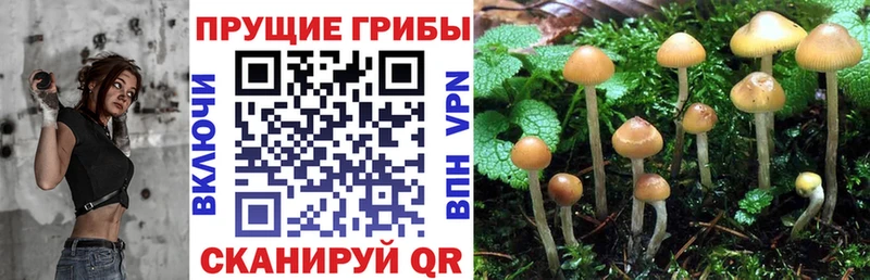 Псилоцибиновые грибы мицелий  наркотики  блэк спрут маркетплейс  Шиханы 